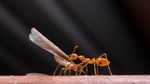 Foto Juara British Ecological Society 2020 Bagian I