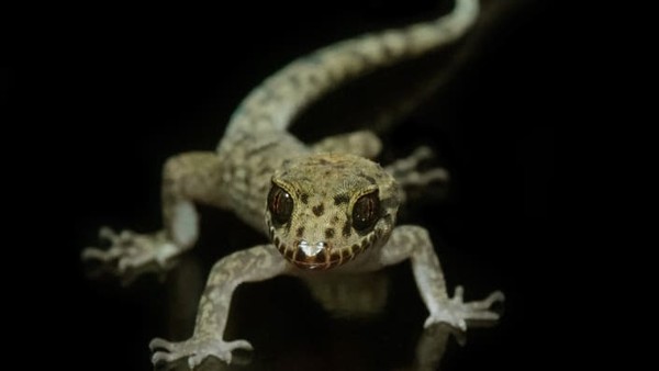 Juan Pedro Valbuena Fernandez memotret tokek Cheverti (Nactus cheverti) di dekat Cairns di Queensland utara, Australia. Juan Pedro Valbuena Fernandez memotret tokek Cheverti (Nactus cheverti) di dekat Cairns di Queensland utara, Australia.