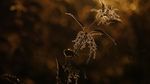 Foto Juara British Ecological Society 2020 Bagian I