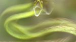 Foto Juara British Ecological Society 2020 Bagian I