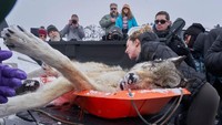 Seorang mahasiswa meneliti serigala yang terbunuh dalam duel di Yellowstone National Park, AS. Ini karya Peter Hudson.