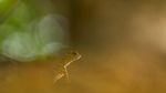 Foto Juara British Ecological Society 2020 Bagian II