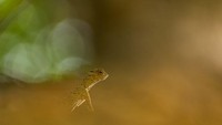 Seekor naga terbang melayang di udara. Foto karya Sebastian Hoefer.