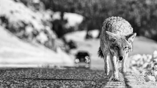 Seekor anjing hutan berjalan di jalan untuk menghindari salju tebal, yang menjadi masalah bagi kebanyakan hewan berkaki pendek. Foto karya Peter Hudson.