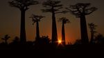 Foto Juara British Ecological Society 2020 Bagian I