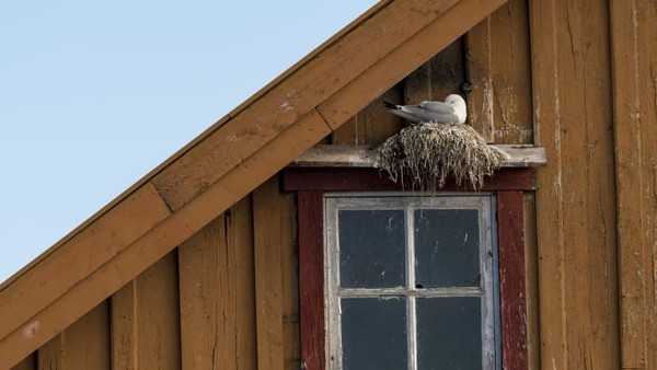 Seekor Kittiwake Berkaki Hitam (Rissa tridactyla) bersarang di sebuah bangunan di Varanger, Norwegia. Karya Alwin Hardenbol. Seekor Kittiwake Berkaki Hitam (Rissa tridactyla) bersarang di sebuah bangunan di Varanger, Norwegia. Karya Alwin Hardenbol.