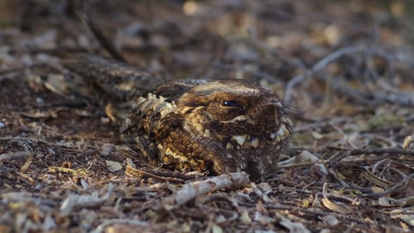 Seekor nightjar, species burung nokturnal, dipotret di Berenty Reserve, Madagaskar. Ini karya Elena Racevska. Seekor nightjar, species burung nokturnal, dipotret di Berenty Reserve, Madagaskar. Ini karya Elena Racevska.