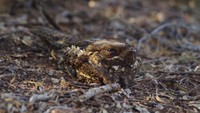 Seekor nightjar, species burung nokturnal, dipotret di Berenty Reserve, Madagaskar. Ini karya Elena Racevska.
