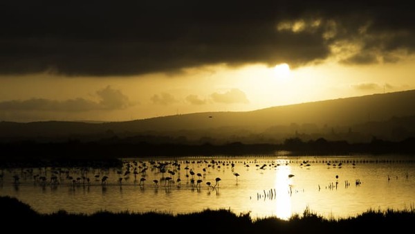 Kawan burung flamingos (Phoenicopterus roseus) yang sedang mencari makan di Villeneuve-lès-Maguelone, dekat Montpellier, France selatan. Ini karya David López-Idiáquez Kawan burung flamingos (Phoenicopterus roseus) yang sedang mencari makan di Villeneuve-lès-Maguelone, dekat Montpellier, France selatan. Ini karya David López-Idiáquez
