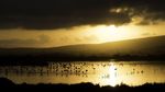 Foto Juara British Ecological Society 2020 Bagian I