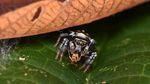 Foto Juara British Ecological Society 2020 Bagian I