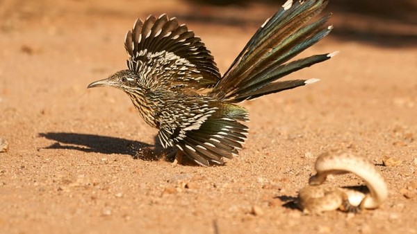 Foto burung roadrunner yang akan memangsa ular karya Peter Hudson. Habitatnya di selatan hingga Amerika bagian tengah. Foto burung roadrunner yang akan memangsa ular karya Peter Hudson. Habitatnya di selatan hingga Amerika bagian tengah.