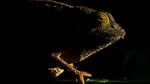 Foto Juara British Ecological Society 2020 Bagian I
