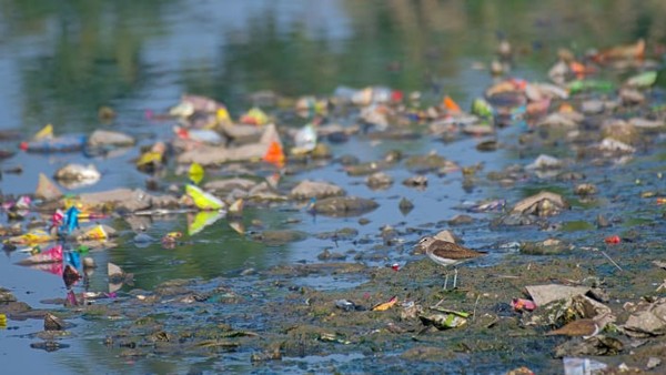 Sepasang burung amplas terlihat mencari makan di antara air limbah. Foto karya Nilanjan Chatterjee.