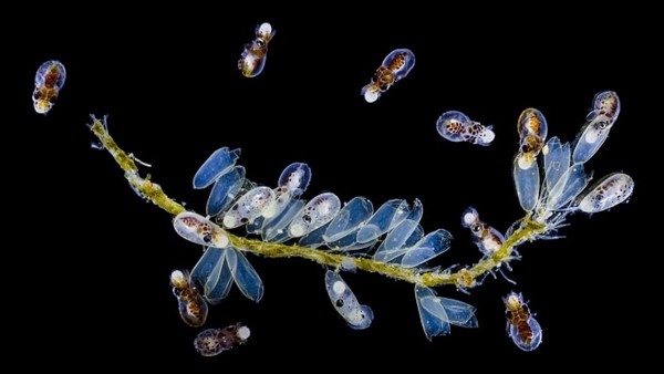 Larva gurita Octopus bimaculatus California muncul dari kantung telurnya. Foto karya Pichaya Lertvilai. Larva gurita Octopus bimaculatus California muncul dari kantung telurnya. Foto karya Pichaya Lertvilai.