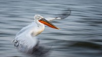Pemenang keseluruhan kompetisi British Ecological Society 2020 adalah gambar burung pelikan dalmatian yang sedang terbang dan akan mendarat ke air. Karya ini dijepret oleh Alwin Hardenbol.