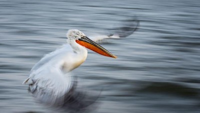 Foto Juara British Ecological Society 2020 Bagian I