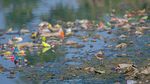 Foto Juara British Ecological Society 2020 Bagian II