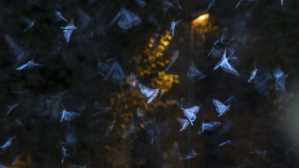 Ngengat pohon kotak eksotis (Cydalima perspectalis) difoto di bawah cahaya buatan di Catalonia. Foto karya Roberto García Roa. Ngengat pohon kotak eksotis (Cydalima perspectalis) difoto di bawah cahaya buatan di Catalonia. Foto karya Roberto García Roa.