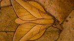 Foto Juara British Ecological Society 2020 Bagian II