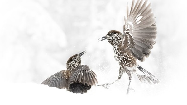 Dua burung pemecah kacang dari utara (Nucifraga caryocatactes) memperebutkan makanan di dekat Sofia, Bulgaria. Karya Alwin Hardenbol. Dua burung pemecah kacang dari utara (Nucifraga caryocatactes) memperebutkan makanan di dekat Sofia, Bulgaria. Karya Alwin Hardenbol.