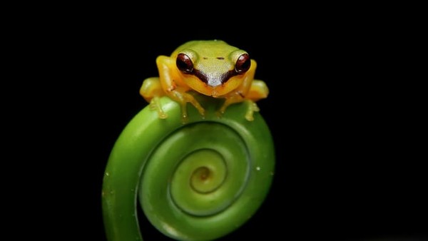 Katak hujan kecil, digambarkan di Guatapé, Kolombia, baru ditemukan lima tahun lalu. Foto karya Khristian Venegas-Valencia. Katak hujan kecil, digambarkan di Guatapé, Kolombia, baru ditemukan lima tahun lalu. Foto karya Khristian Venegas-Valencia.