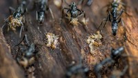 Semut Matabele (Megaponera analis), dikenal suka berburu rayap. Foto karya Michal Smielak.