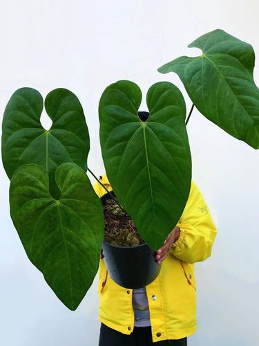 Dharma Jungle Dirga kolektor tanaman hias sultan