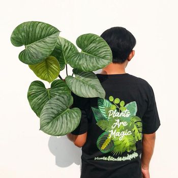 Dharma Jungle Dirga kolektor tanaman hias sultan