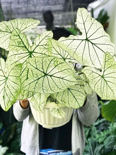 Dharma Jungle Dirga kolektor tanaman hias sultan