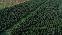 Para petani di Jerman banyak yang membudidayakan pohon cemara untuk dijadikan pohon Natal.  