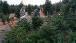 Geliat Perkebunan Pohon Natal di Jerman