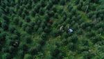 Geliat Perkebunan Pohon Natal di Jerman