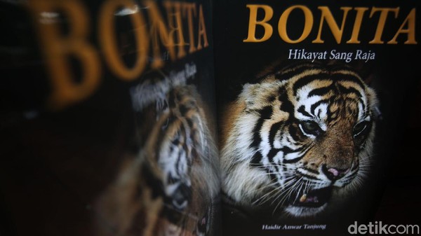 Buku itu menuturkan kisah di balik berita yang ditayangkan detikcom tentang konflik antara manusia dan harimau Sumatera Bonita di Kecamatan Pelangiran, Indagiri Hilir, Riau. Tragedi itu berawal dari harimau, yang kemudian diberi nama Bonita, memangsa dua warga bernama Jumiati dan Yusri di awal 2018. (Rifkianto Nugroho/detikFOTO) Buku itu menuturkan kisah di balik berita yang ditayangkan detikcom tentang konflik antara manusia dan harimau Sumatera Bonita di Kecamatan Pelangiran, Indagiri Hilir, Riau. Tragedi itu berawal dari harimau, yang kemudian diberi nama Bonita, memangsa dua warga bernama Jumiati dan Yusri di awal 2018. (Rifkianto Nugroho/detikFOTO)