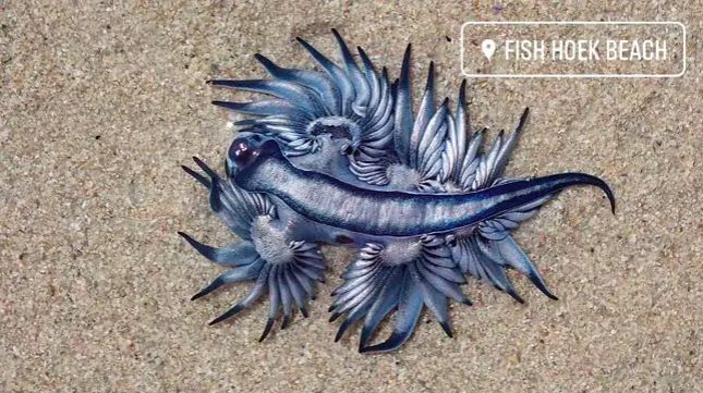  Hewan Naga  Biru Pembunuh Tercantik di Lautan