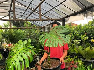 Mau Jual Tanaman Hias, Harus Nggak Sih Sejago Pak Tani?