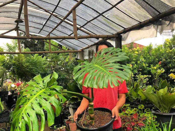 Monstera Variegata Monstera Variegata yang lagi fenomenal.
