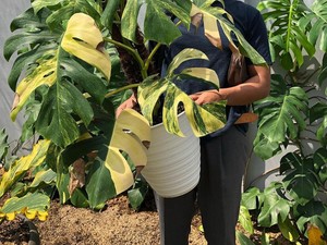 Cerita Pria Bisnis Tanaman Hias Sultan, Rela Tukar Mobil dengan Tanaman