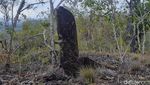 Foto: Batu Tegak Papua yang Bisa Kabulkan Permohonan