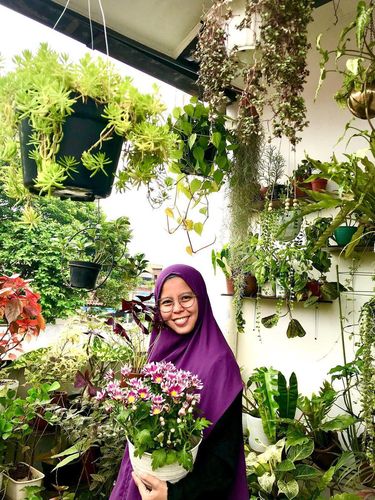 Mira Medyaningrum kolektor tanaman hias sultan