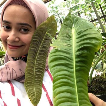 Nyonya Destira kolektor tanaman hias sultan