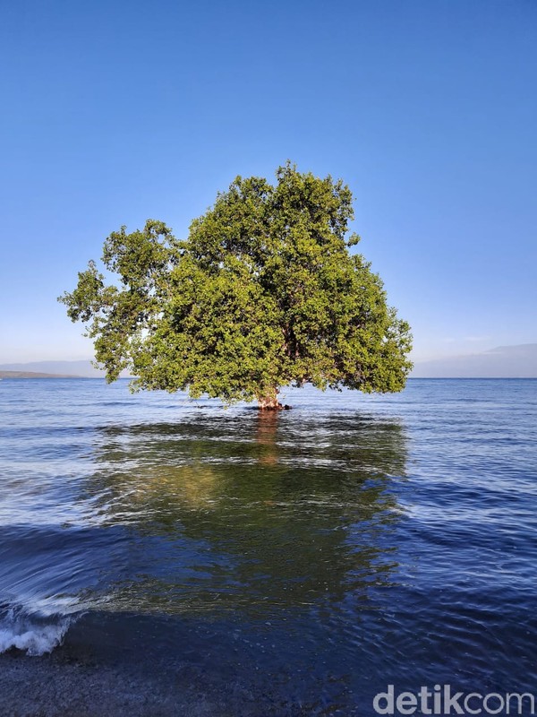 Ada sebuah pohon mangrove di tengah lautan, namanya pohon jomblo karena cuma sendirian. (Dokumen Pokdarwis Desa Malaju)