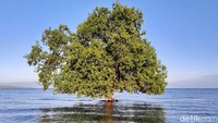 Ada sebuah pohon mangrove di tengah lautan, namanya pohon jomblo karena cuma sendirian. (Dokumen Pokdarwis Desa Malaju)
