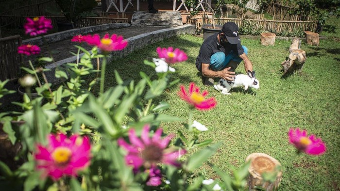 Pengunjung mengamati kelinci di Taman Kelinci Bambu Apus, Cipayung, Jakarta, Jumat (27/11/2020). Dinas Ketahanan Pangan, Kelautan dan Pertanian (KPKP) DKI Jakarta membuka Taman Kelinci Bampu Apus dengan jumlah kelinci sebanyak 188 ekor yang dapat kunjungi oleh warga secara gratis dengan tetap menerapkan protokol kesehatan yang berlaku. ANTARA FOTO/Aprillio Akbar/nz
