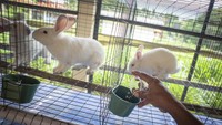 Dinas Ketahanan Pangan, Kelautan dan Pertanian (KPKP) DKI Jakarta membuka Taman Kelinci Bampu Apus.