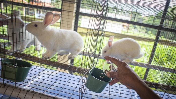 Pengunjung mengamati kelinci di Taman Kelinci Bambu Apus, Cipayung, Jakarta, Jumat (27/11/2020). Dinas Ketahanan Pangan, Kelautan dan Pertanian (KPKP) DKI Jakarta membuka Taman Kelinci Bampu Apus dengan jumlah kelinci sebanyak 188 ekor yang dapat kunjungi oleh warga secara gratis dengan tetap menerapkan protokol kesehatan yang berlaku. ANTARA FOTO/Aprillio Akbar/nz