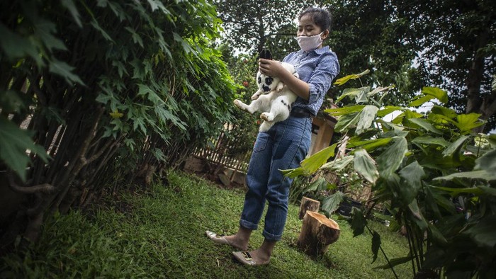 Pengunjung mengamati kelinci di Taman Kelinci Bambu Apus, Cipayung, Jakarta, Jumat (27/11/2020). Dinas Ketahanan Pangan, Kelautan dan Pertanian (KPKP) DKI Jakarta membuka Taman Kelinci Bampu Apus dengan jumlah kelinci sebanyak 188 ekor yang dapat kunjungi oleh warga secara gratis dengan tetap menerapkan protokol kesehatan yang berlaku. ANTARA FOTO/Aprillio Akbar/nz