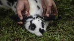 Ada Taman Kelinci Lho Gaes di Bambu Apus