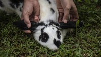 Tapi jangan lupa menerapkan protokol kesehatan ya.