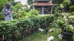 Ada Taman Kelinci Lho Gaes di Bambu Apus
